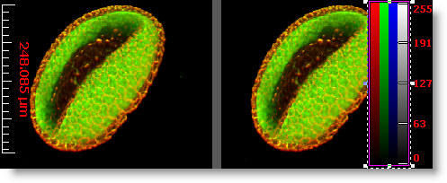 Spatial and Intensity Scalebar Examples